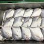 Poisson Pomfret blanc argent&eacute; frais surgel&eacute;