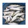 Poisson Sardine Congel&eacute;