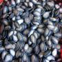 Graines de melon noir Graine de past&egrave;que rouge