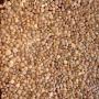 Apricot Kernels