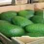 AVOCAT LAMB HASS ESPAGNE