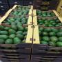 Avocat Hass 