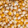 Recherche de Mais en grain  -Aliment de b&eacute;tail-