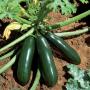 Producteur de courgettes vertes longues