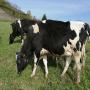vente des vache g&eacute;nisse pleine /veaux 