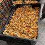 champignons frais nous recherchons des destinatai