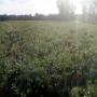 Partenariat serre multichapelle/photovoltaique 