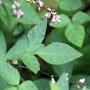 Graines et boutures de Desmodium adscendens