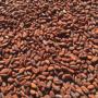PRODUCTEUR DE FÈVES DE CACAO GRAND CRU D'EQUATEUR
