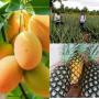 Demande de fournisseur des fruits 