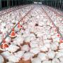 Poulet et pattes de poulet surgel&eacute;es Halal