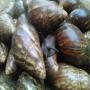 Escargots g&eacute;ants Africains