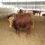 Exportateur d'animaux vivants