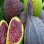 common fig
