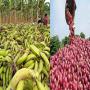 Import agroalimentaire