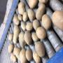 EXPORTATION POMMES DE TERRE