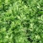 Artemisia en herbes s&eacute;ch&eacute;es