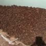 Des truffes blanches de Maroc.
