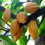 Cacao et D&eacute;riv&eacute;s de cacao et  💯% naturels