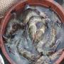 Vente de gambas frais,crevettes fraiches et poiss