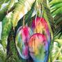 Mangue Kent 