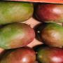 Mangue Kent calibre 6, 7 et 8