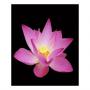 looking for a lotus pink/white/blue + lys flower
