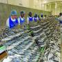 poisson / sardine / conserve