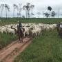 Vente de ferme industrielle complet au B´resil 