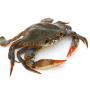 vente de crabe frais ou congel&eacute;