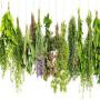 Vendre des herbes naturelles 