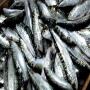 sardine congeler