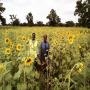 Huile de tournesol extra vierge en destockage