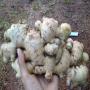 Vietnam fresh ginger with best price (84902431347