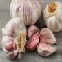 Red Toch Garlic 