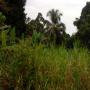 we are selling parcels of lands in kribi-cameroon