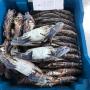 je cherche crab blue 