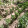 cherche de partenaires agricoles pour un potager.
