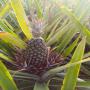D&eacute;lice des produits tropicaux