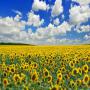 Huiles tournesol Ukraine