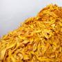 producteur en mangues sches