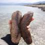Concombre de mer dragon de mer 