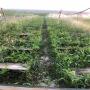 Live Helix Aspersa Maxima Snails Escargots