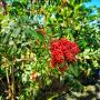 baie rose de Madagascar