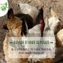 Vente des poules
