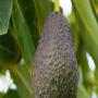 Vente de r&eacute;colte de saison avocat Has maroc