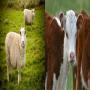 VOUS FOURNIR ANIMAUX VIVANTS   BOVINS OVINS 