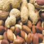 Cacahu&eacute;tes Produit au maroc