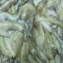 sardine /poulpe    poissons frais et congelés