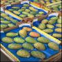 figues de barbarie de maroc pour l'export